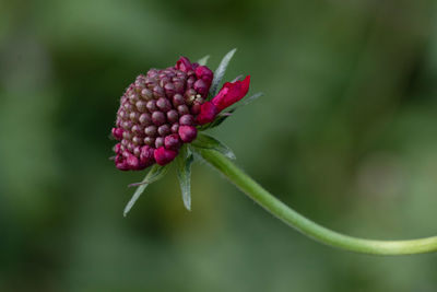 Close-up of pink flower bud