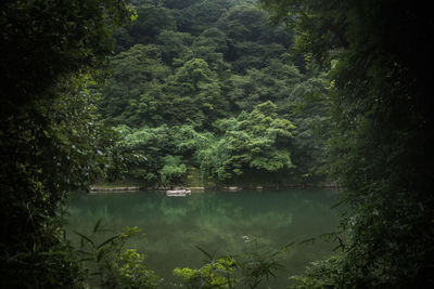 Scenic view of lake in forest