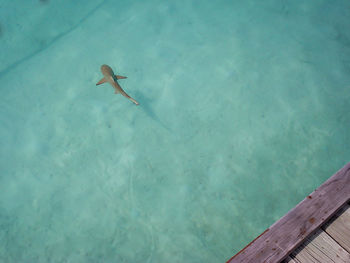 High angle view of shark swimming in sea