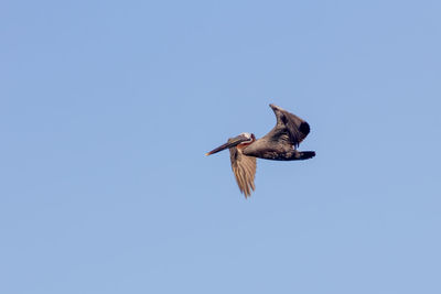 Low angle view of bird flying against clear sky