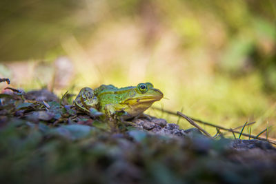 Close-up of frog on rock