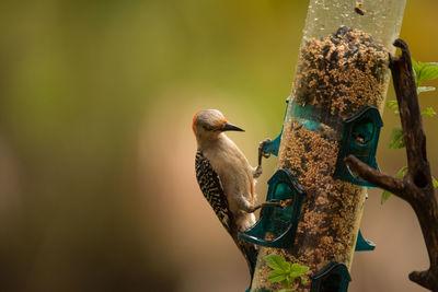 Close-up of bird perching on a feeder