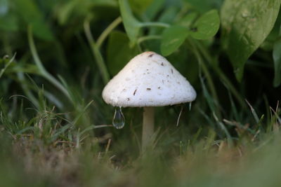 Close-up of mushroom growing on field