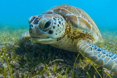 Close-up portrait of turtle in sea