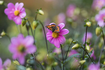 Close-up of butterfly pollinating on pink flower