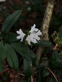 Close-up of white flowering plant