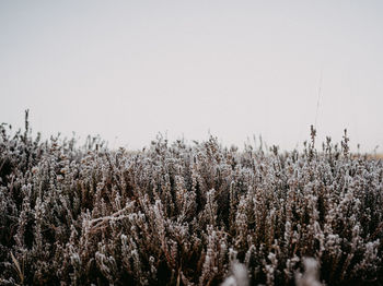 Close-up of plants on field against clear sky