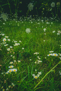 Close-up of flowering plants on field
