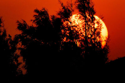 Low angle view of silhouette trees against orange sky