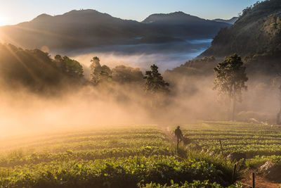 Tea plantation on doi ang khang mountain during foggy weather