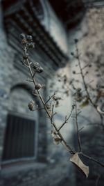 Low angle view of flower tree