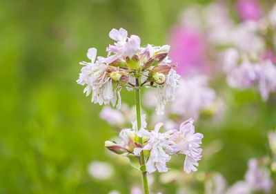 Close-up of pink flowering plant