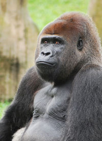 Lowland, silverback gorilla posing for a portrait.  