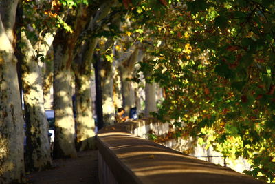 Walkway amidst trees