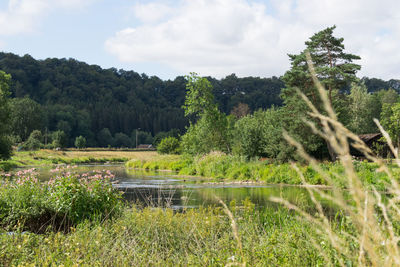 Scenic view of lake in forest against sky