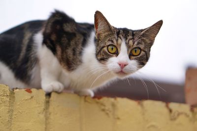 Close-up portrait of a cat