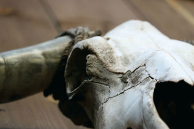 Close-up of animal skull