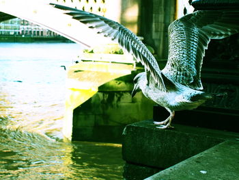 Close-up of bird in water