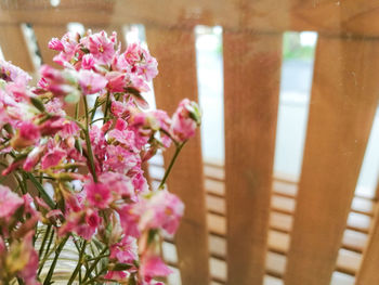 Close-up of pink flower against blurred background