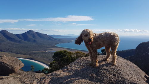 Dog on rock against sky