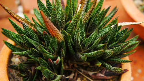 High angle view of succulent plant