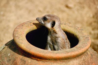 Meerkat in pot looking away on sunny day