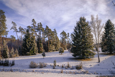 Trees on snow covered landscape against sky