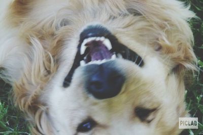 Close-up portrait of dog