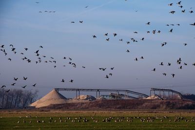 Flock of birds flying over field against sky