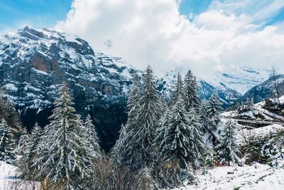 Pine trees on snow covered mountain against sky