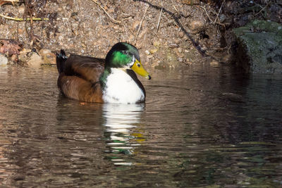 Duck swimming in lake