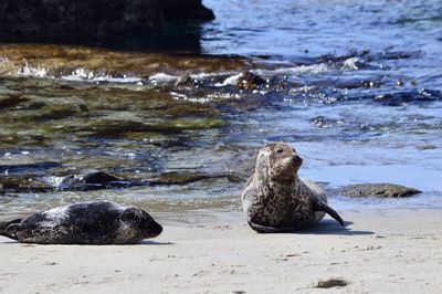 Seals on la jolla, san diego