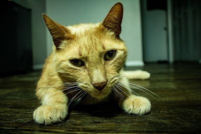Close-up portrait of a cat at home