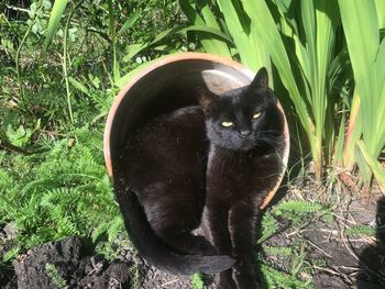 Portrait of black cat sitting on grass