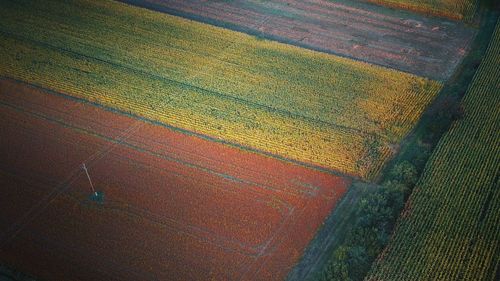 High angle view of agricultural field