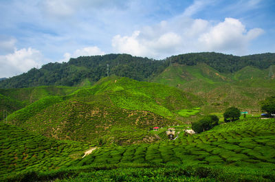 Scenic view of agricultural field against sky