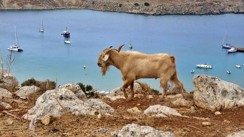 Horses standing on rock by lake