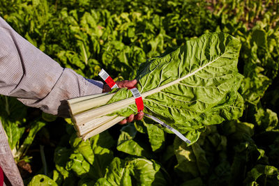 High angle of crop anonymous farmer standing on plantation with bunch of ripe lettuce while picking harvest on sunny day