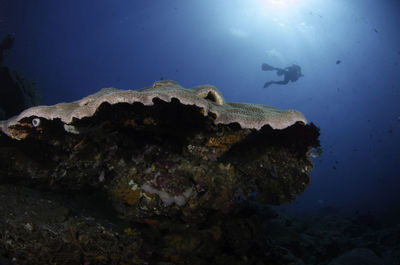 Close-up of fish swimming in sea