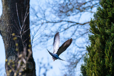 Low angle view of birds flying against the sky