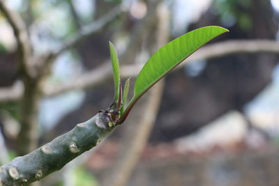 Close-up of leaf