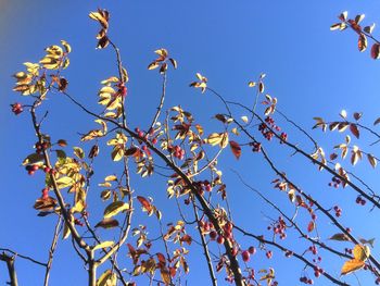 Low angle view of tree against clear sky