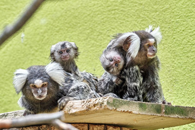 Monkey sitting on wood at zoo