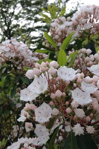 Close-up of white flowers