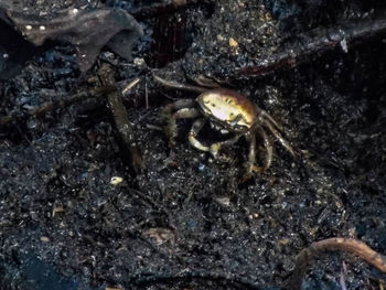 Close-up of crab