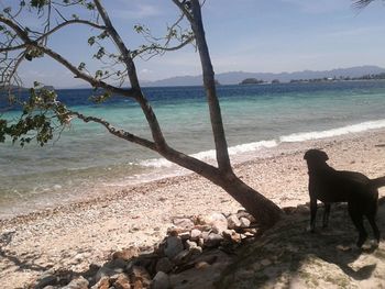 Dog standing on beach