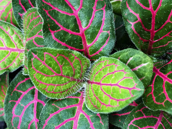 High angle view of cactus plant