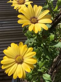 Close-up of yellow sunflower blooming outdoors