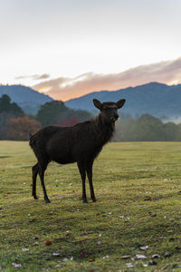 Horse standing in a field