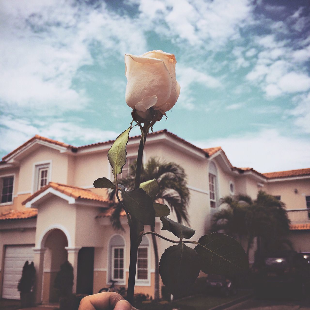 building exterior, architecture, built structure, sky, cloud, cloud - sky, house, tree, residential structure, residential building, potted plant, street, low angle view, day, window, sunlight, outdoors, city, building, car